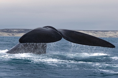 ¿Qué Incluye una Excursión de Ballenas en Puerto Madryn? (Guía Completa 2026)